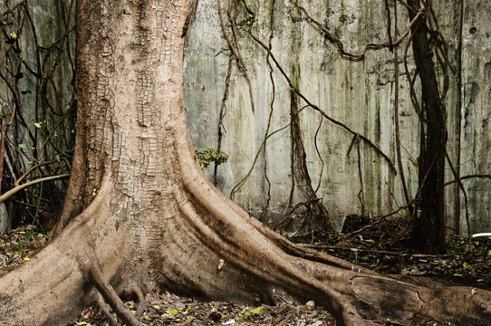 Fototapeta Big old tree