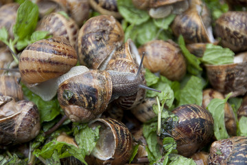 schnecke