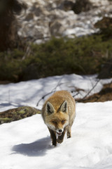 Fox in the snow