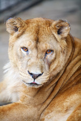 Female lion portrait