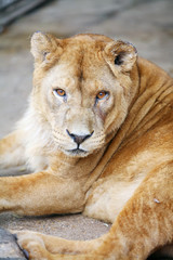 Obraz premium Female lion lying down