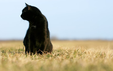 Silhouette of black cat at sunset