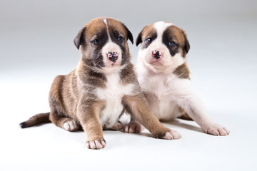 Two little puppies