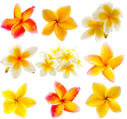 fleurs de frangipanier