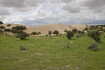 Fototapeta na wymiar Sand dunes at Thar desert, India