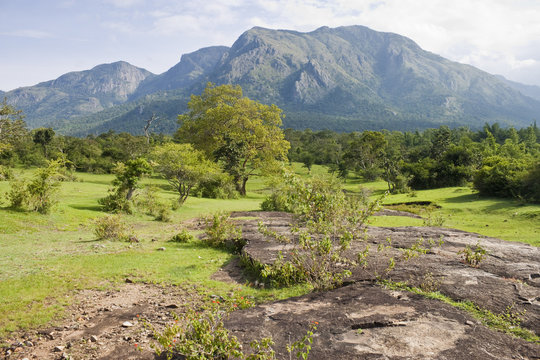 Landscape In Mudumalai National Park, India