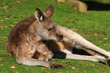 Kangaroo in Australia