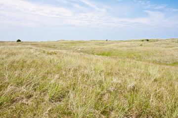 Dune landscape at the Dutch coast