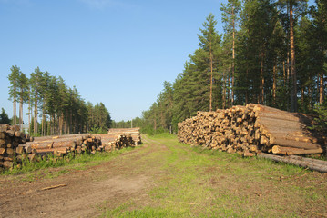 Destruction of forests