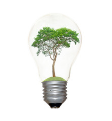 Incandescent light bulb with a tree as the filament