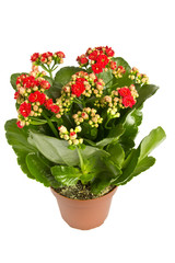 Kalanchoe.