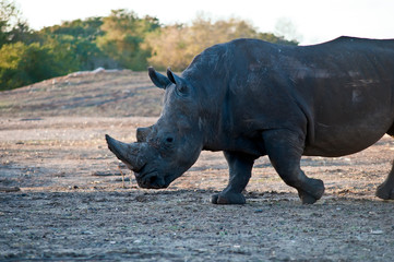 Fototapeta premium A portrait of a rhino .