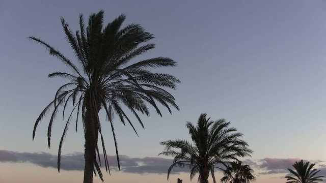 Silhouette of palm tress