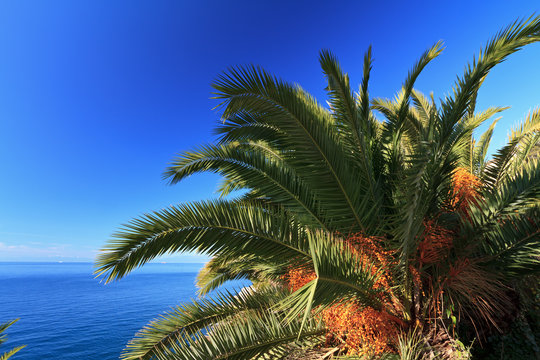 palm over the sea - Phoenix dactylifera