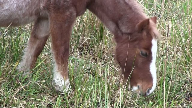 Brown horse eating grass.