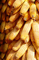 Fototapeta na wymiar Tło z kolb kukurydzy