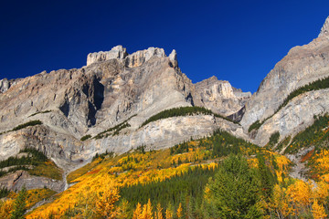 Fototapeta premium Fall Foliage in Banff Park
