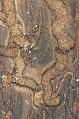 Damage on tree after beetles