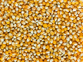 Corn seeds