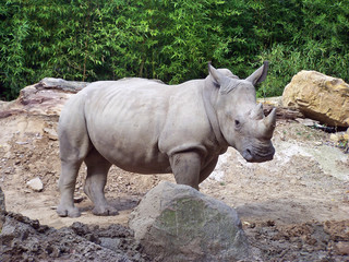 Fototapeta premium Ein Breitmaulnashorn