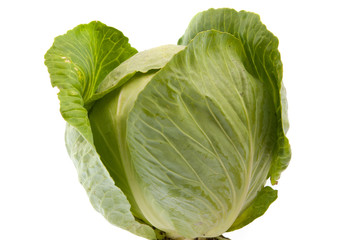Fototapeta premium cabbage