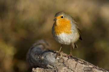 rouge gorge