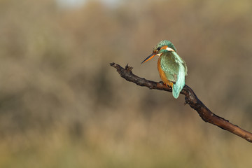 martin pecheur perché