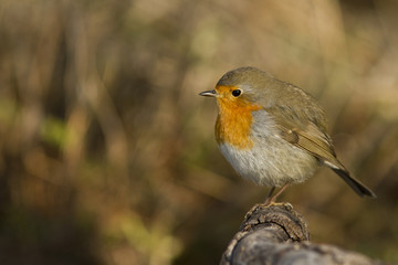 rouge gorge