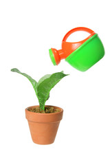 Watering Can and Pot Plant