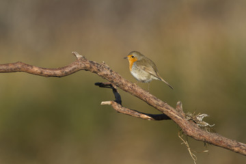 rouge gorge