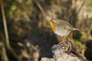 rouge gorge