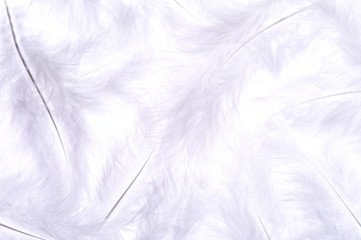 Obraz premium 羽根