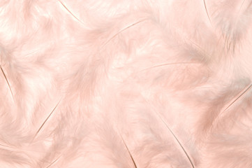 Obraz premium 羽根