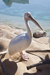 Pelícano en el Oceanogràfic de Valencia
