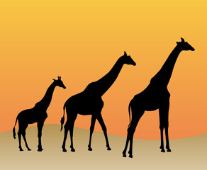 Collection of giraffes silhouette - vector