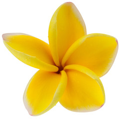 fleur frangipanier
