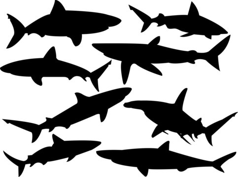 Sharks silhouette collection - vector