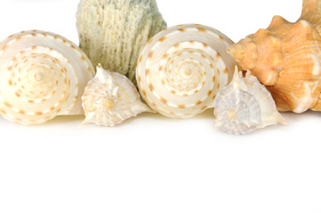 Shell background