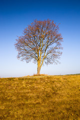 Fototapeta premium Tree in the autumn