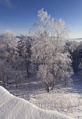 White frozen tree