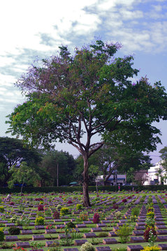 Tree life