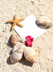 Fototapeta na wymiar Blank paper beach sand starfish shells summer