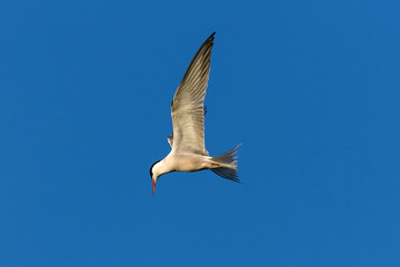 Common tern