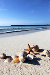 seastar and shells