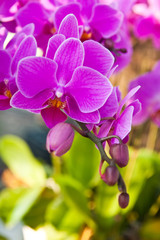 Fototapeta na wymiar Beautiful purple orchid close up
