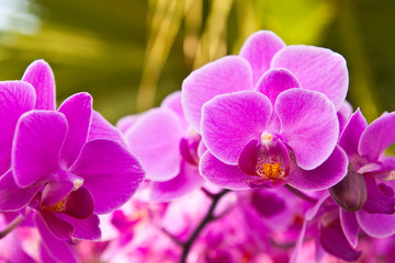 Beautiful purple orchid close up
