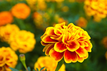 the yellow marigold