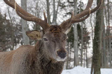 Rothirsch, Red deer, Cervus elaphus