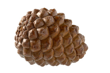 Pinienzapfen, Pine cone