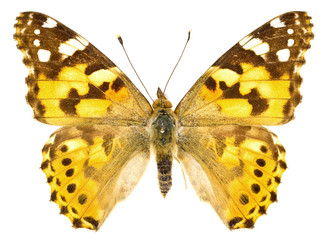 Vanessa cardui